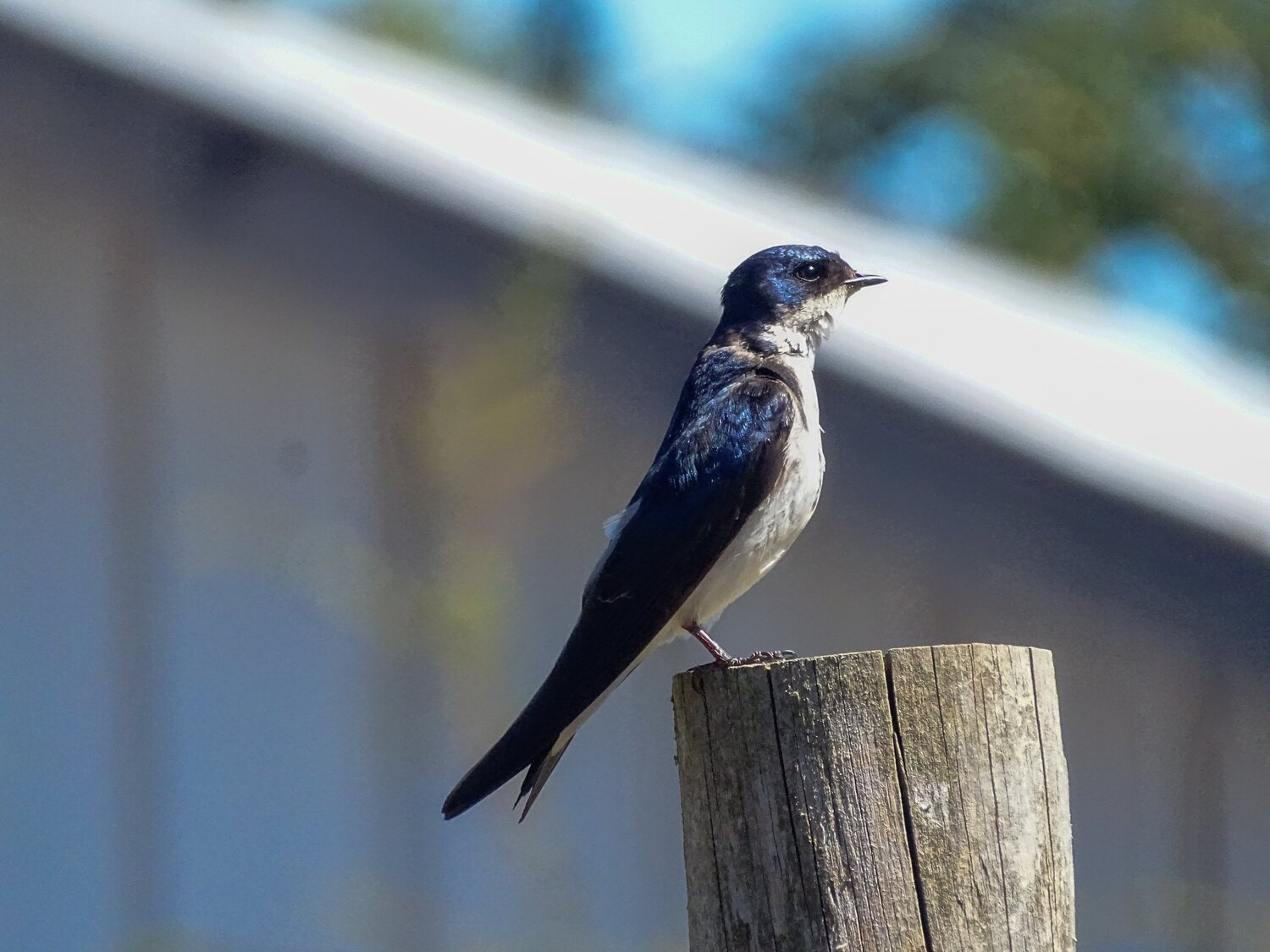 Chilean swallow sunbathing