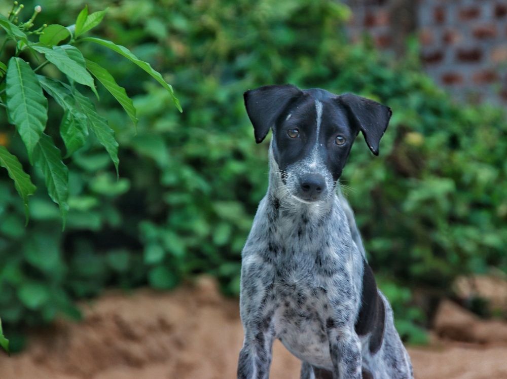 Photograph by Partho Kundu