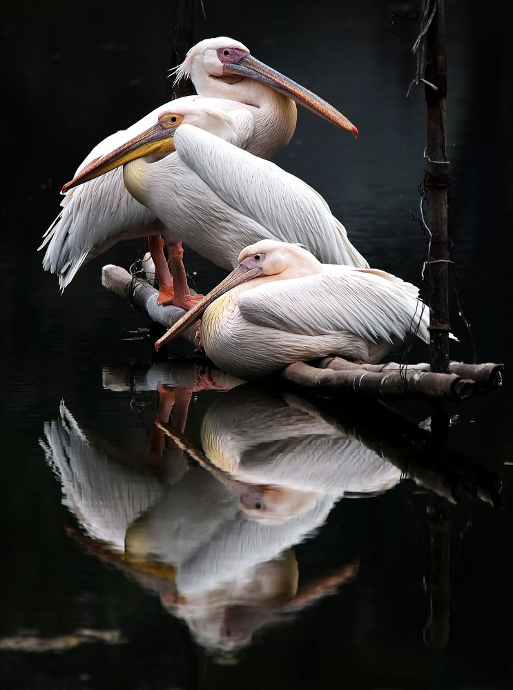 Reflection of holiness