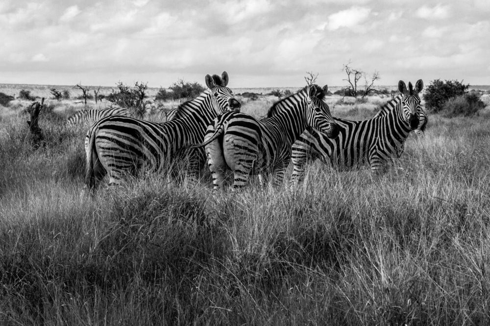 Photograph by Слащилина Нина