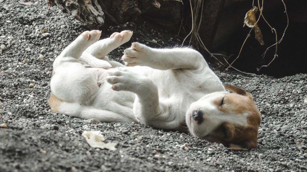 Photograph by DIGEN MORE