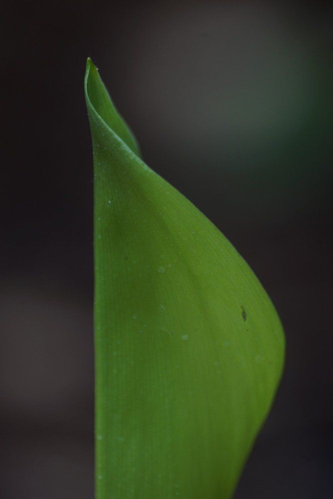 Photograph by Magdalena Wysztygiel