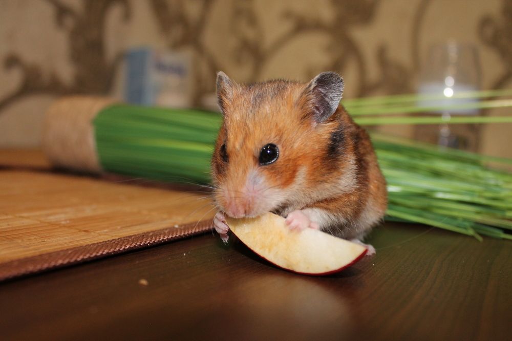 Photograph by Александр Быкадоров