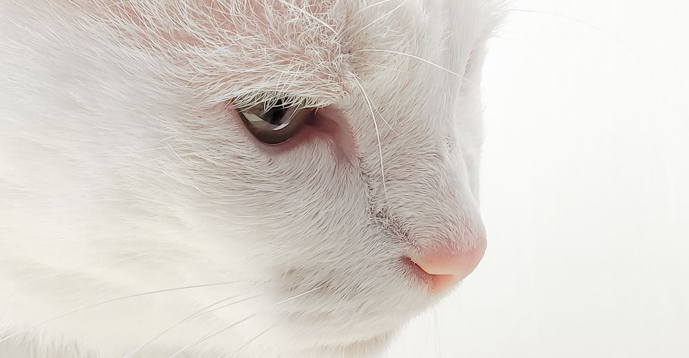 Photograph by Анна Андреева Воронина