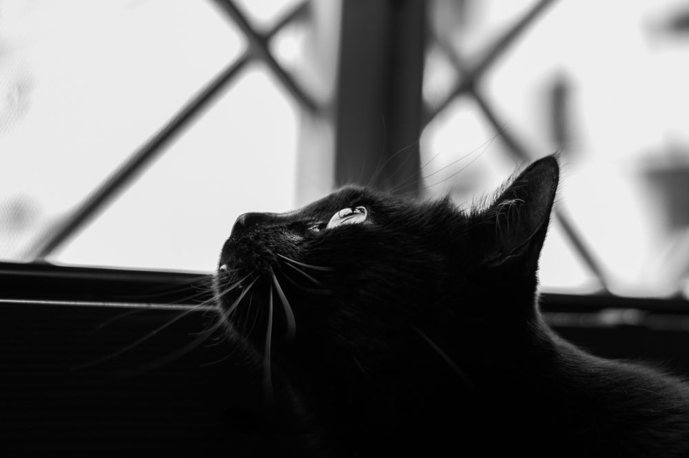 Photograph by Ludovica Maria Amodeo