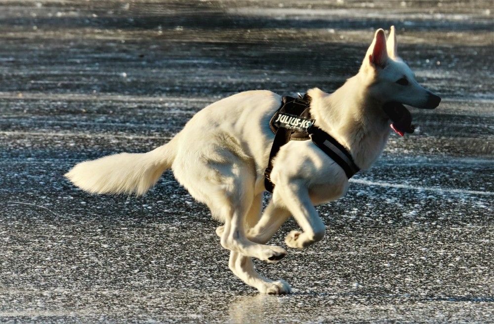 Photograph by Anja kroes