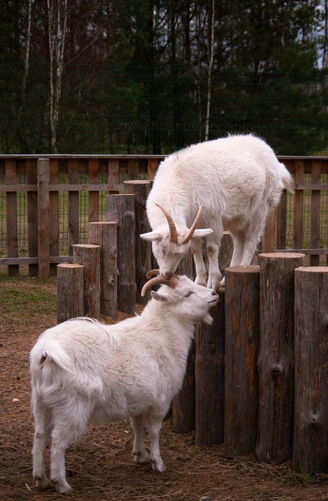 Photograph by Диана Бородзе