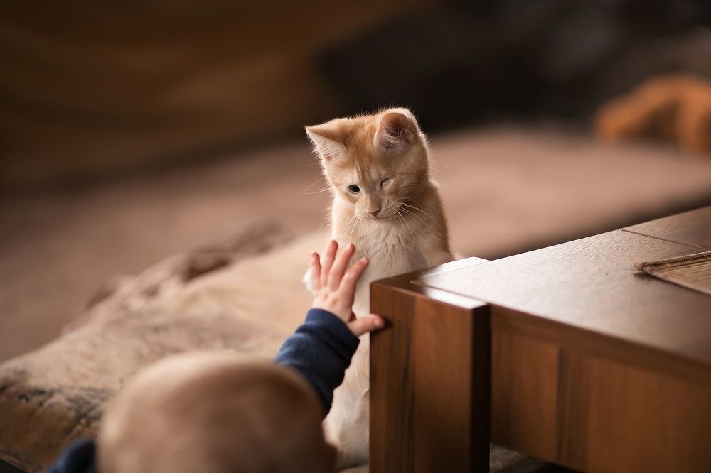 Фотография автора Анна Крутицкая