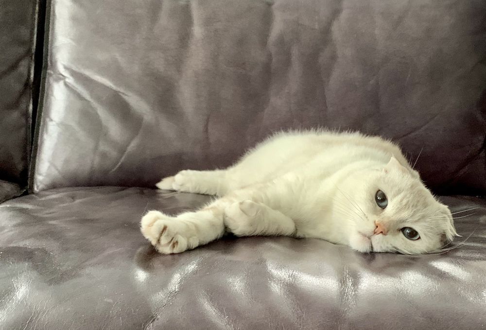 Меланхолия