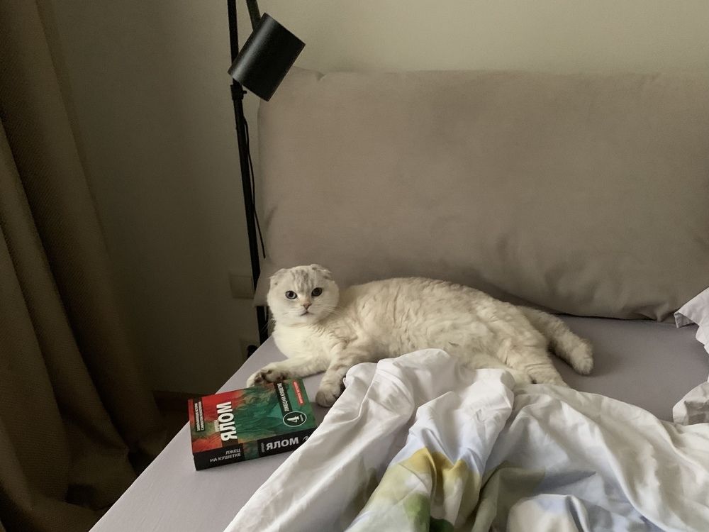 Читающая кошка