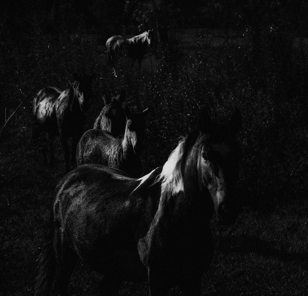 A surreal reunion of horses and donkeys