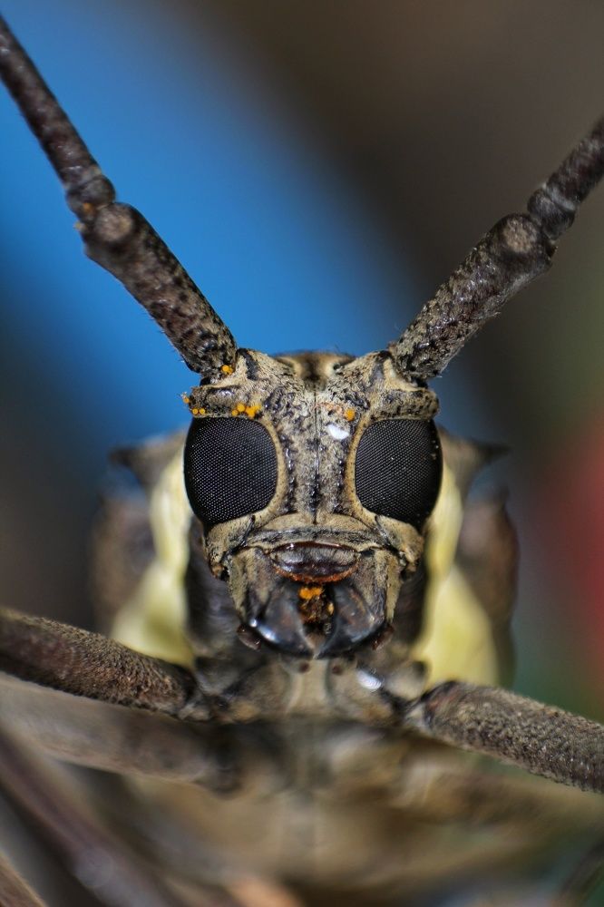 Batocera Rubus