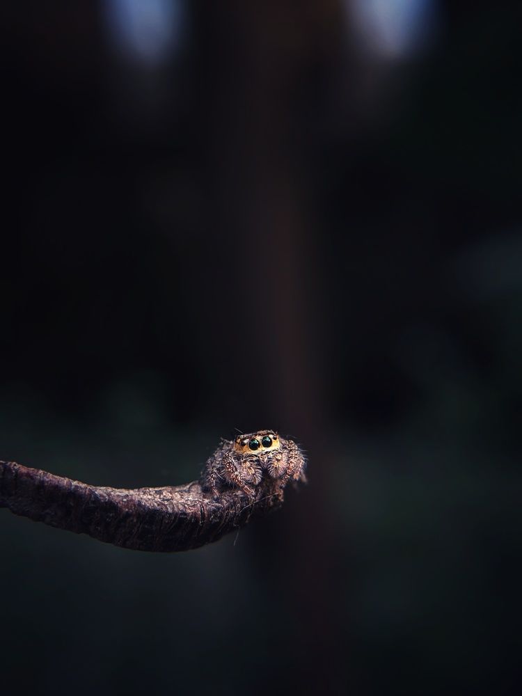 Brown Jumping Spider