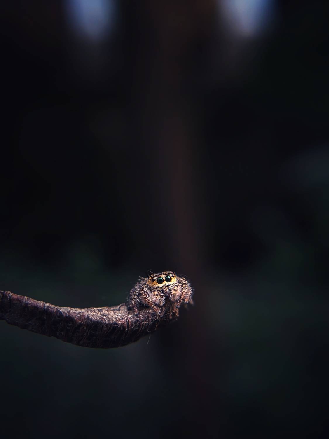 Brown Jumping Spider