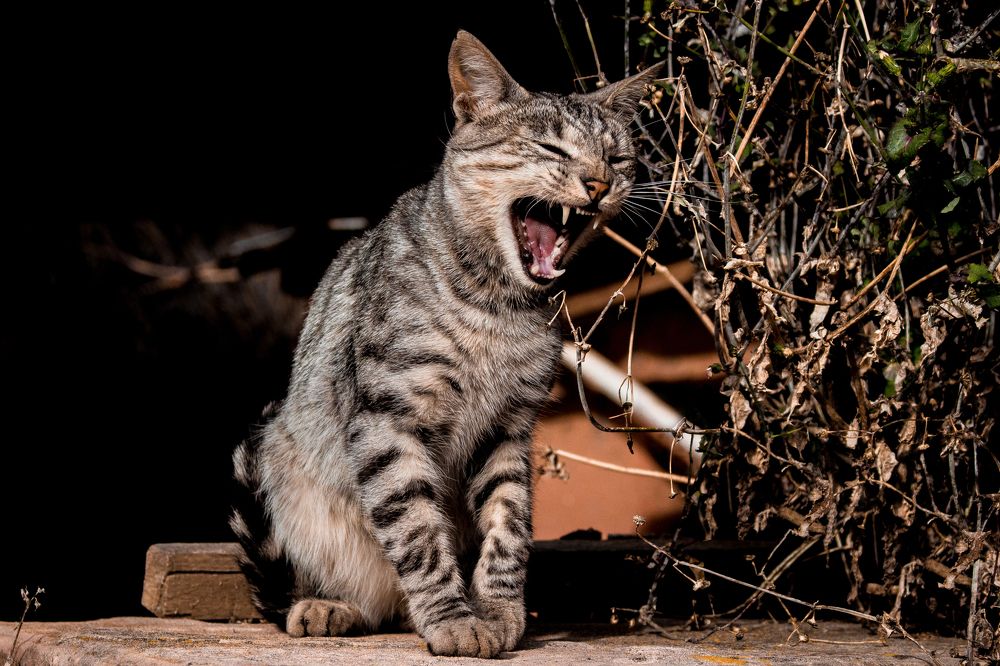 Photograph by Jesus Jhovany Mamani Velasquez