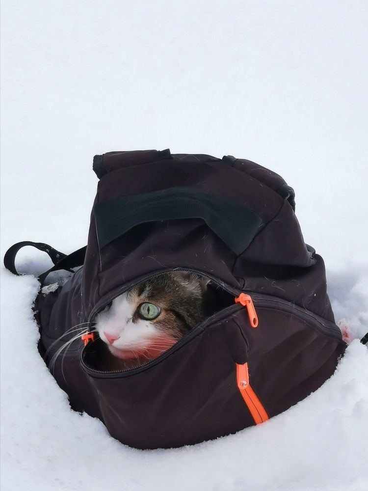 Кот в рюкзаке