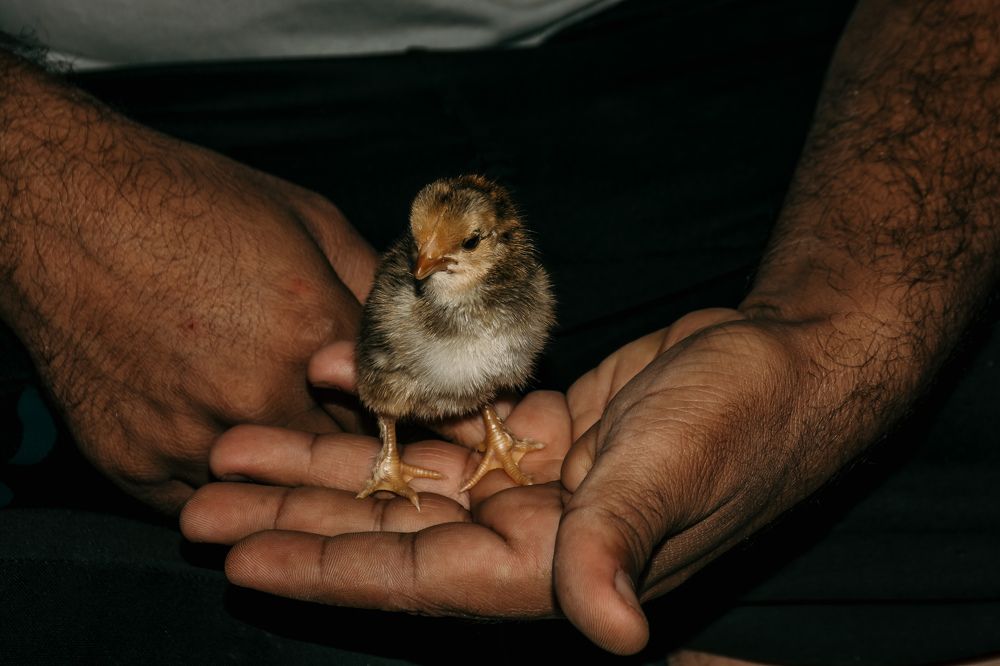 Photograph by BRZAN MOHAMMED