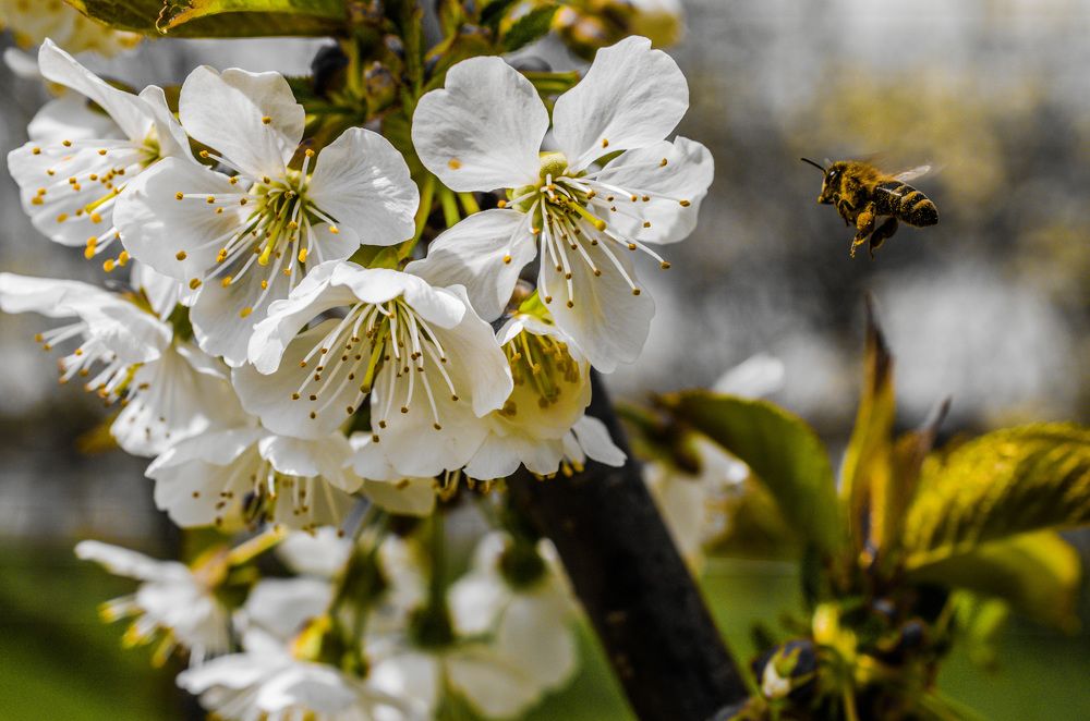 Фотография автора Stefan Alfred