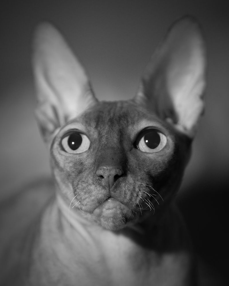 Корниш рекс