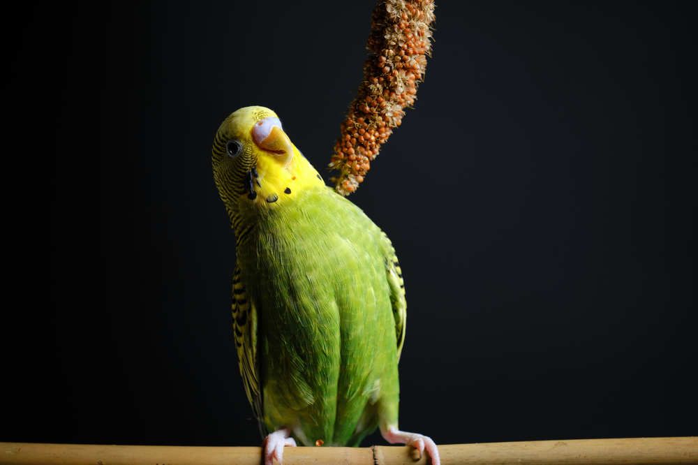 Photograph by Александр Серняк