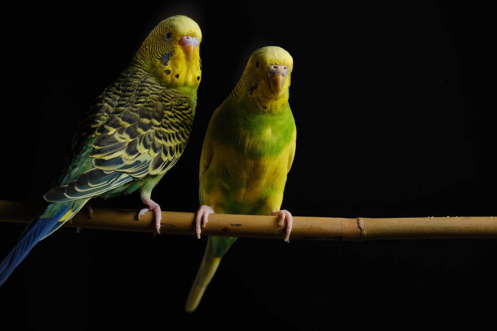 Photograph by Александр Серняк