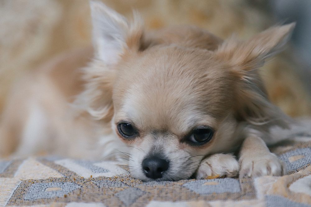 Photograph by Светлана Збраилова