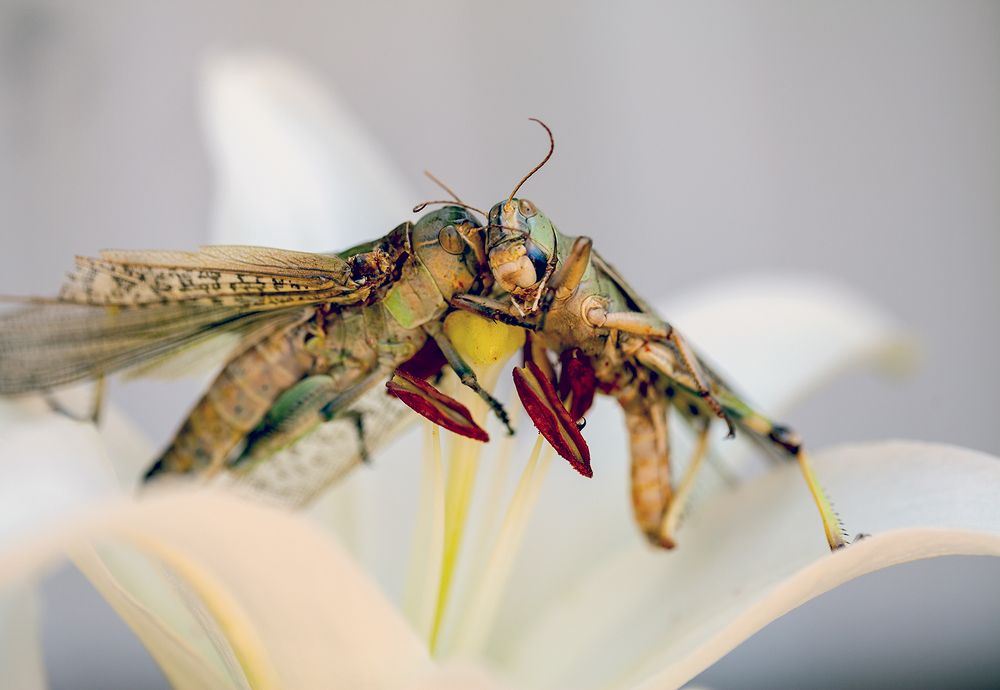 без любви нет жизни