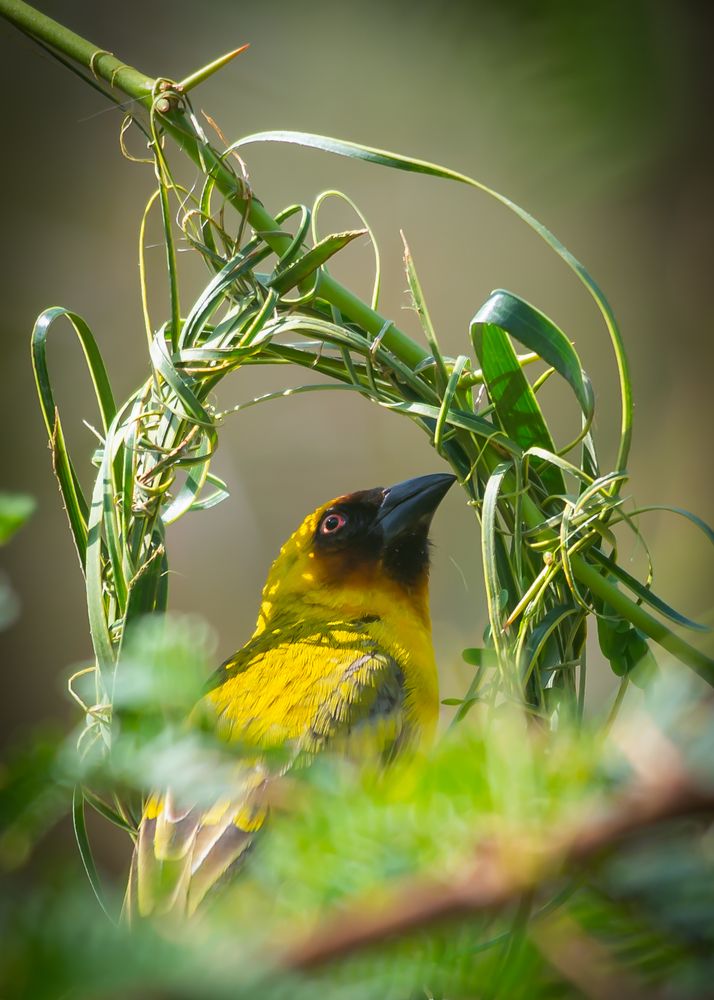 Baya weaver housemaking process