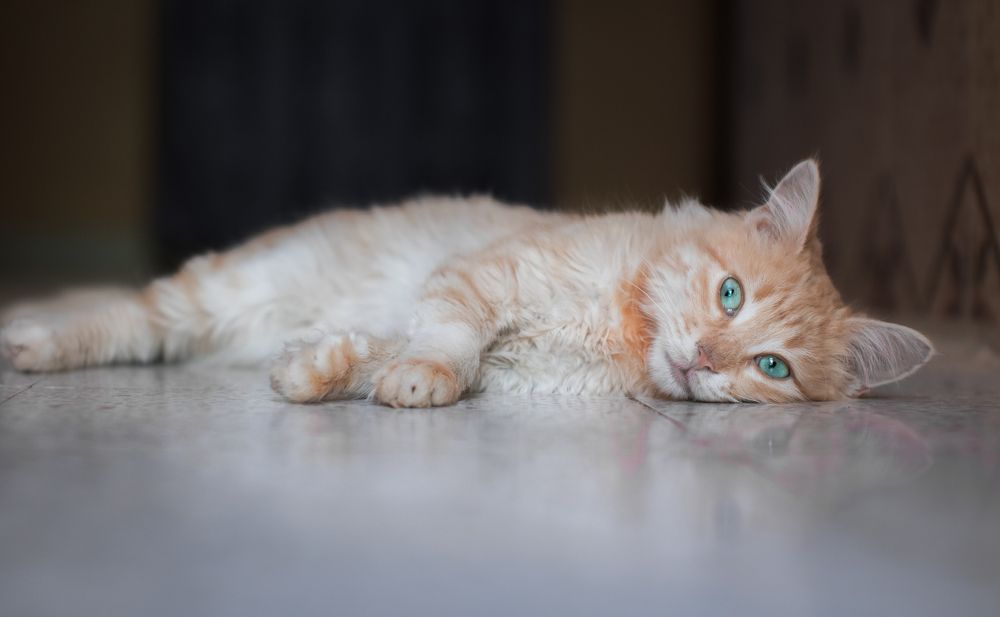 Photograph by Aissa Haffar