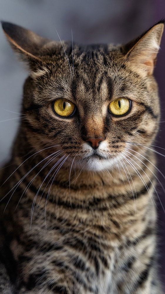 Фотография автора Эдуард Галеев