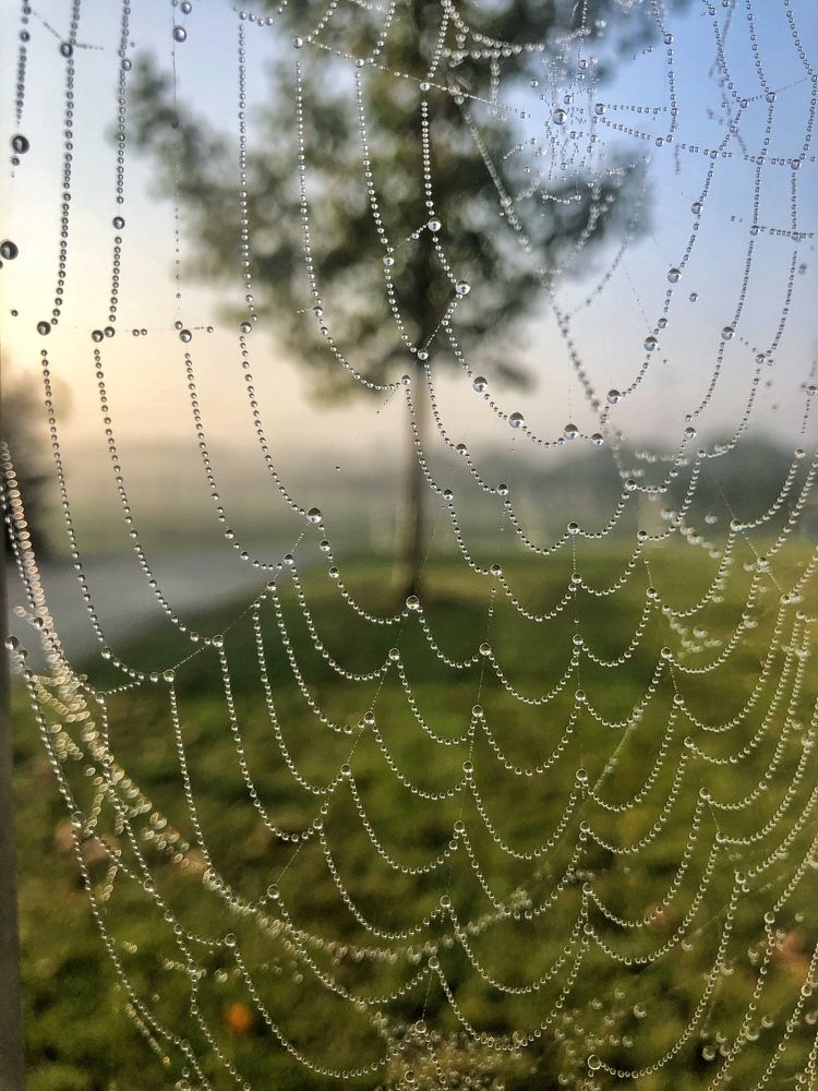 Pearls Web