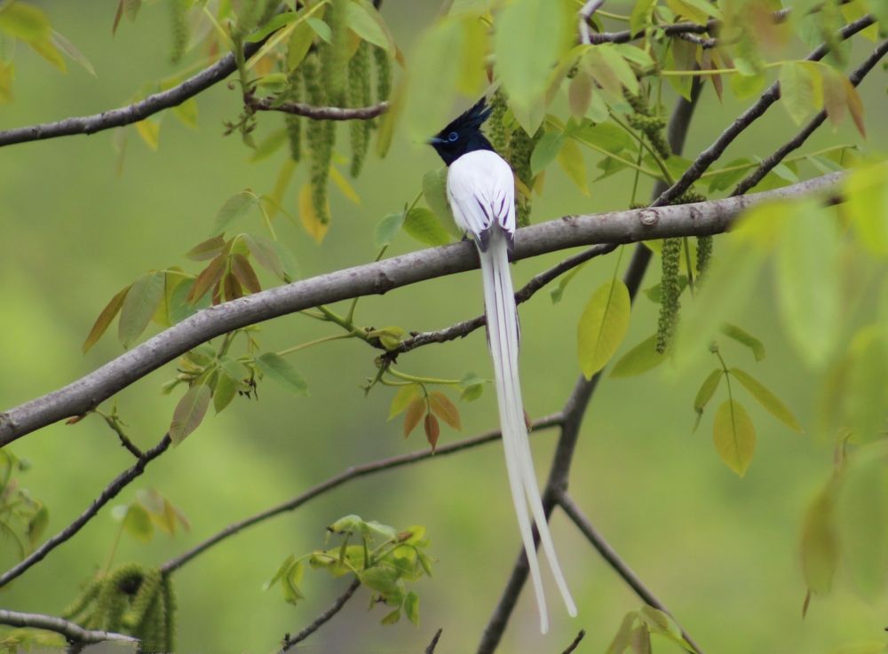 Photograph by Firdous Parray