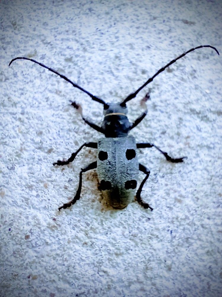 Photograph by Darko Milojevic