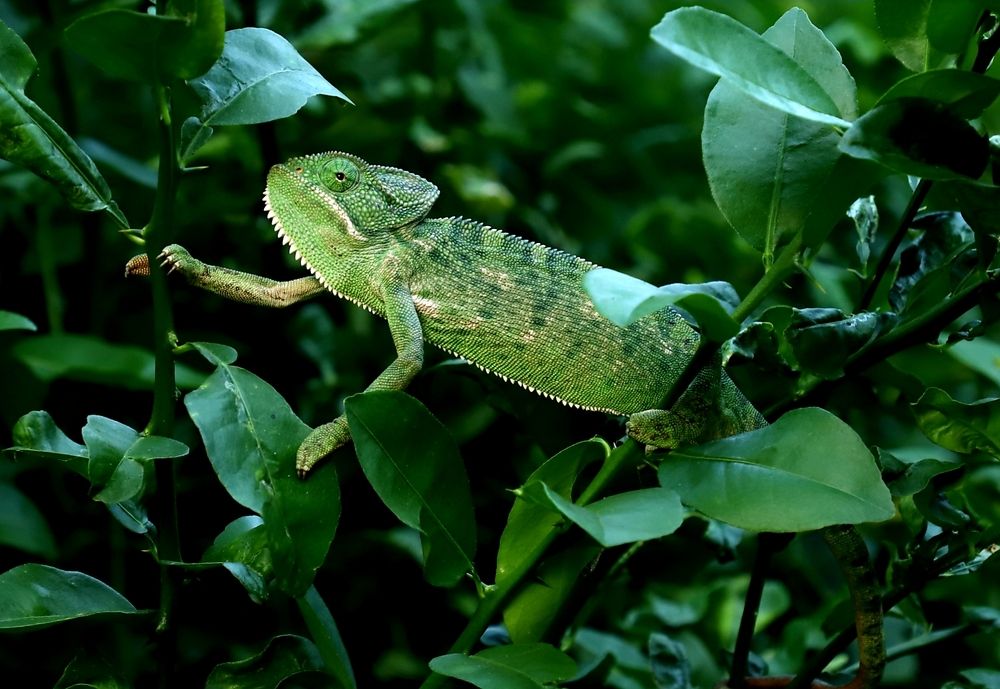 Photograph by Maheshsinh sindha