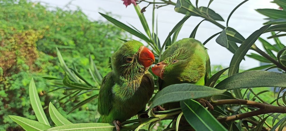 Photograph by Praveen