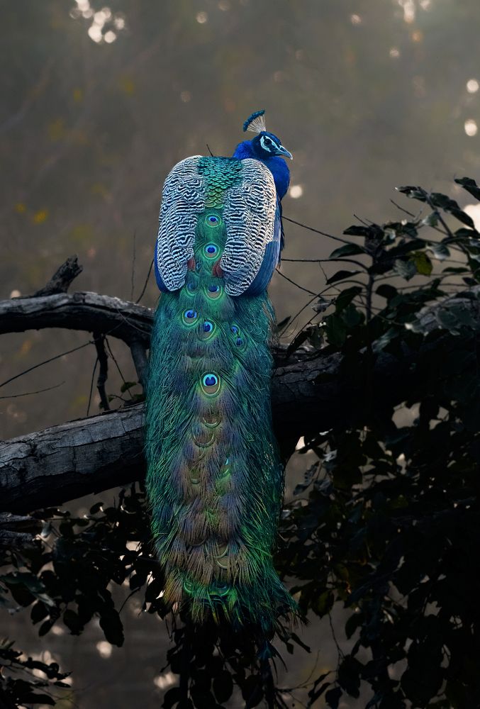 Indian National Bird