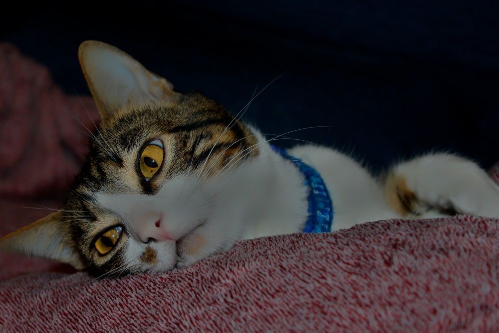 Photograph by Francisco Ferreira