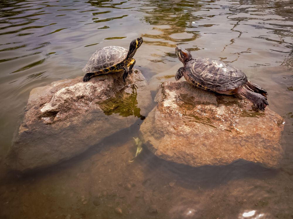 Любовь с первого взгляда