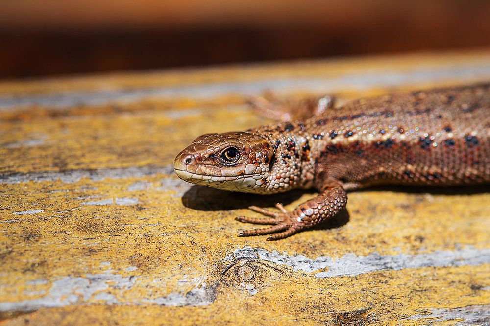 Photograph by Андрей Евтеев