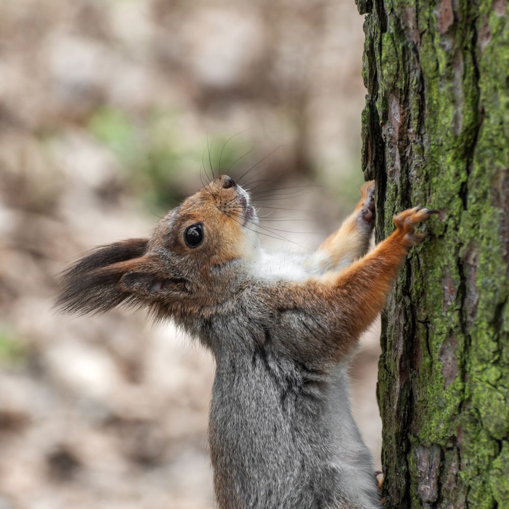 Позирующая белка. Весенний портрет