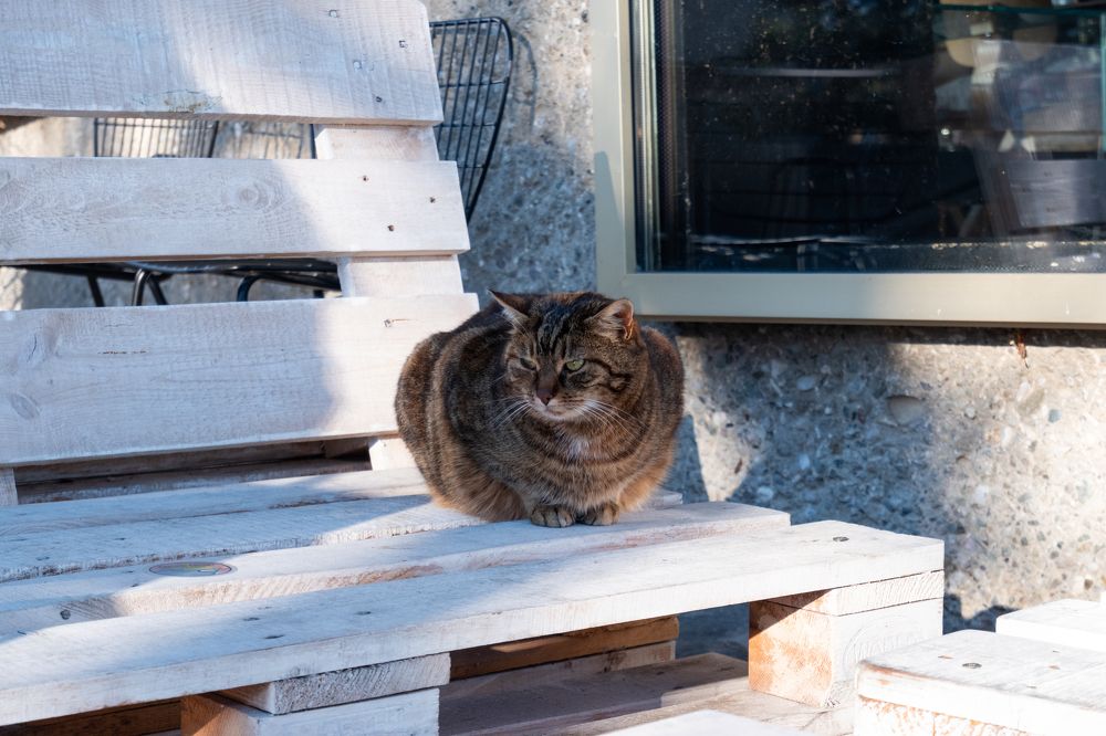 Photograph by Francesco Pronestì