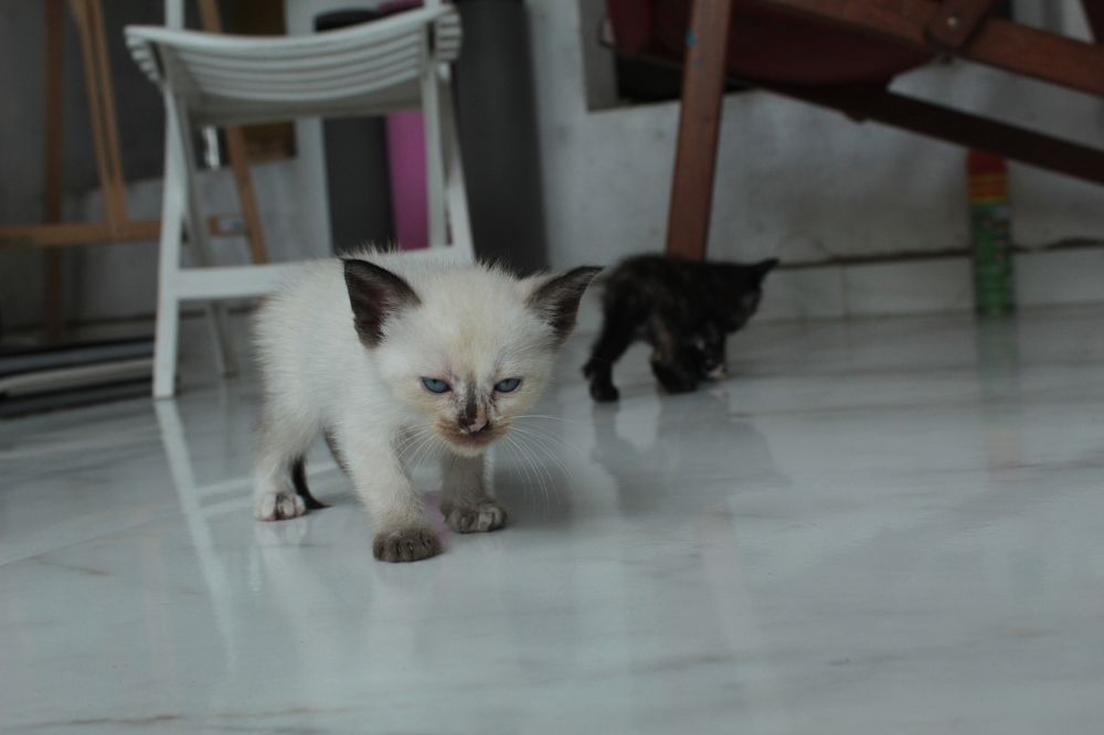 Dois gatinhos