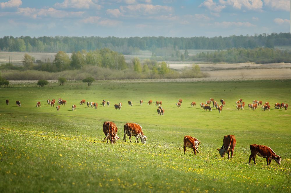 Photograph by Дмитрий Петровский