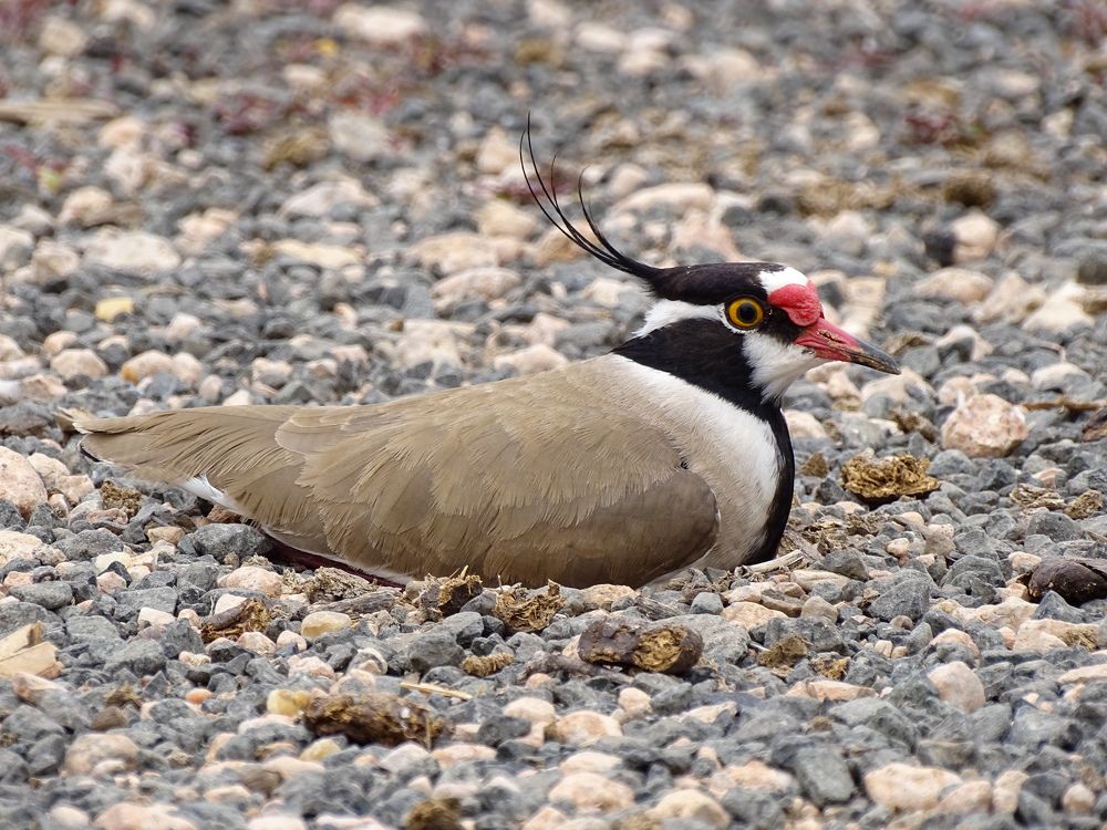 Photograph by Rex Mutikwa