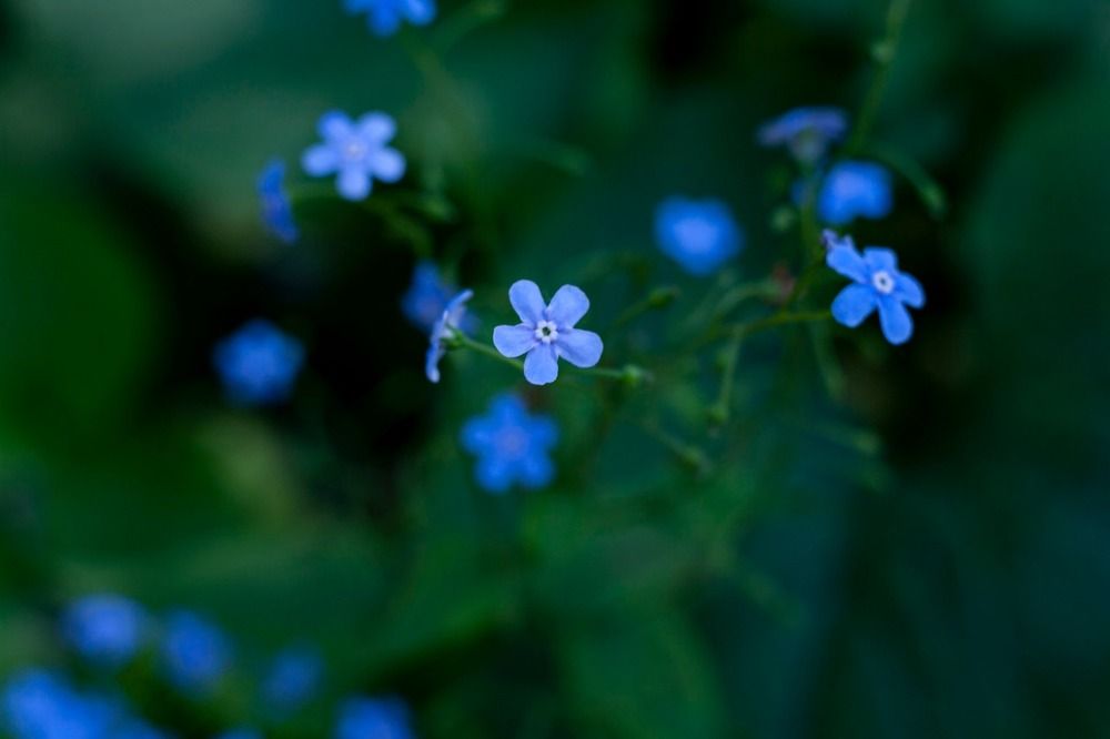 Весенний цвет