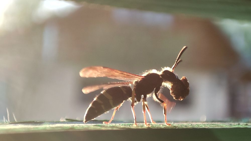 Photo #6102742