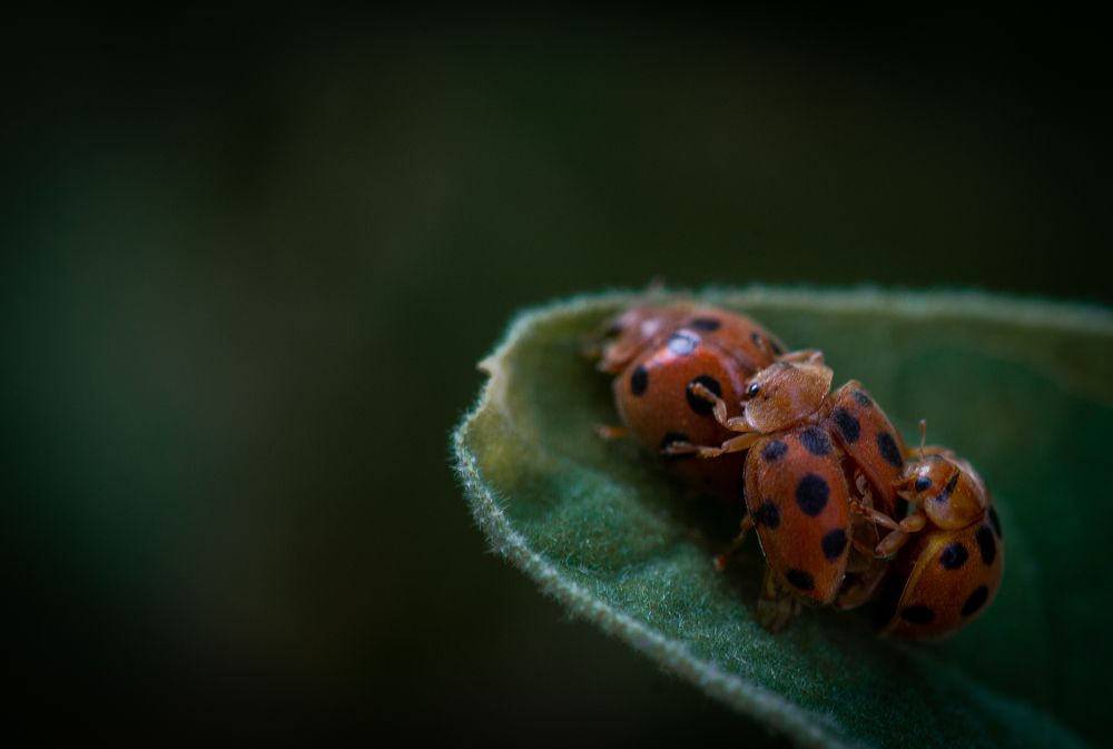 Photograph by Nunong Tindin