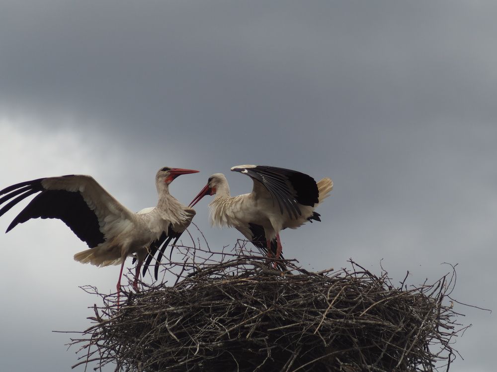 Photograph by Станислав Шкляев