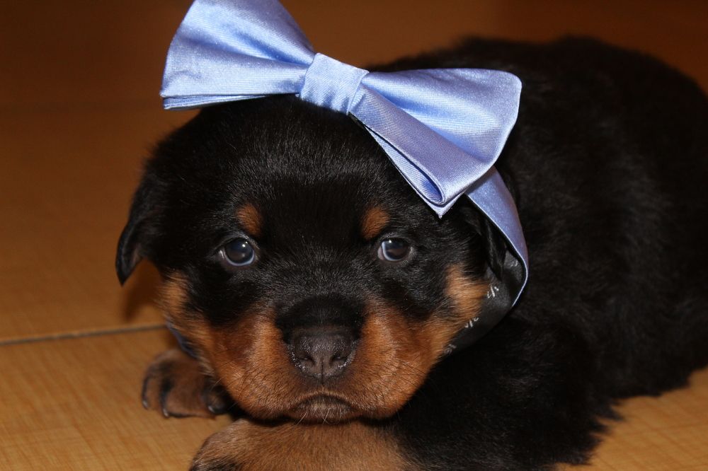 Photograph by Марина Нуриджанян