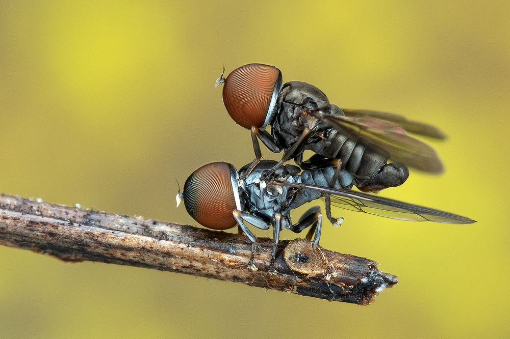 Photograph by Marcus Kam